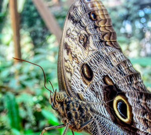 Close-up of butterfly