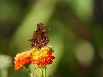 Close-up of honey bee on plant