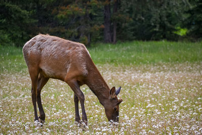 Side view of horse grazing on field