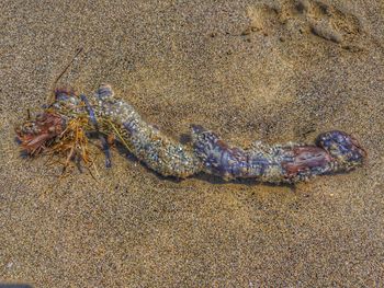 High angle view of starfish on beach