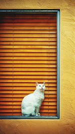 Cat sitting against window blinds