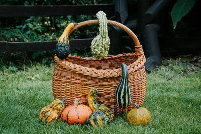 Pumpkins with basket on grassy field