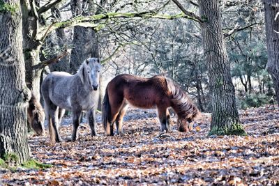 Horses standing against trees