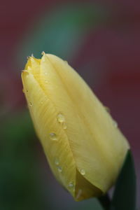 Close-up of wet yellow flower