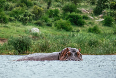 Hippopotamus swimming in river