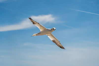 Low angle view of seagull flying against sky