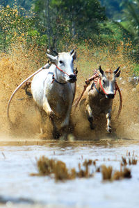 A pair of cows are racing in the rice field