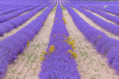 Lavender fields in bloom in provence. pays de sault 