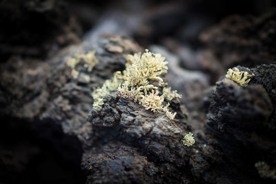 Close-up of lichen on rock