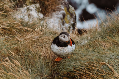 Close-up of bird on field