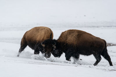 Strong wood bisons, bison bonasus, fighting on snow