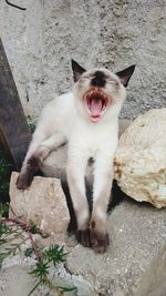 Cat yawning while sitting on floor