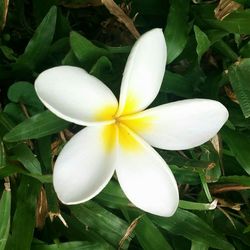 High angle view of white frangipani blooming outdoors