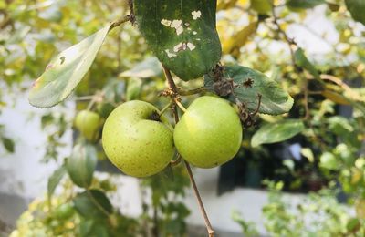 Close-up of fruits on tree