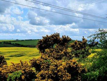 Scenic view of agricultural field against sky