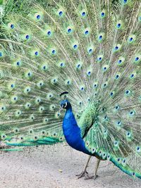 Close-up of peacock