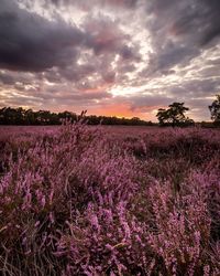 Purple flowering plants on field against sky during sunset