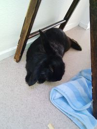 domestic animals