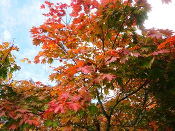 Low angle view of tree against sky during autumn