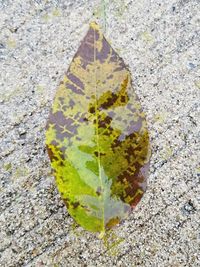 High angle view of maple leaf on rock