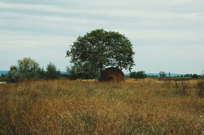 Tree on field against sky