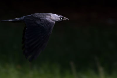 Close-up of bird flying