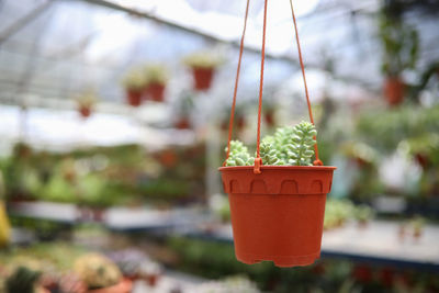 Close-up of orange fruit on potted plant