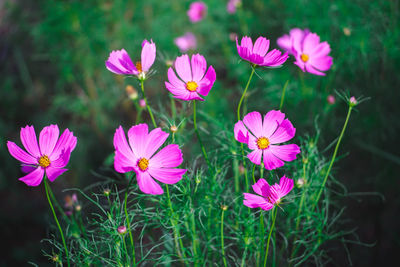 Close-up of pink flowering plants on field