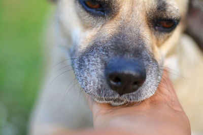 Close-up of dog