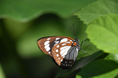 Fantastic butterfly close up and personal in a garden in aruba.