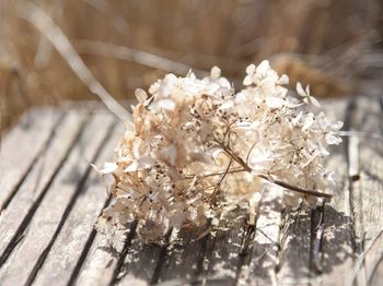 Close-up of white flowering plant