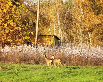 Deer in a field