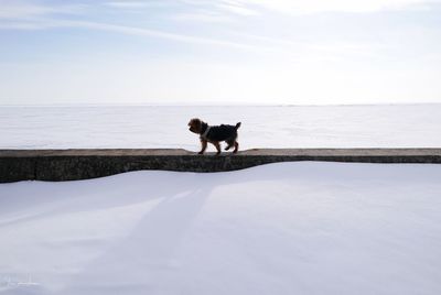 Dog standing on sea shore against sky