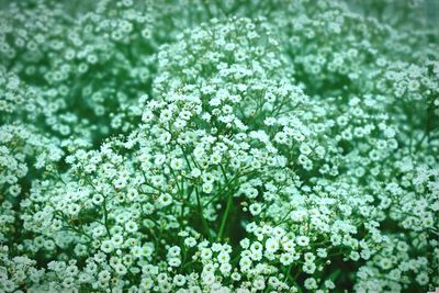 Close-up of white flowers
