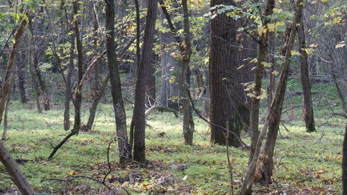 Trees in forest