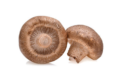 Close-up of mushrooms against white background