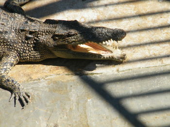 Close-up of lizard