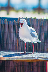 Close-up of seagull perching on railing