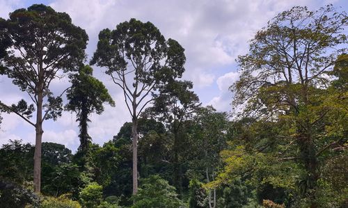 Low angle view of trees in forest against sky