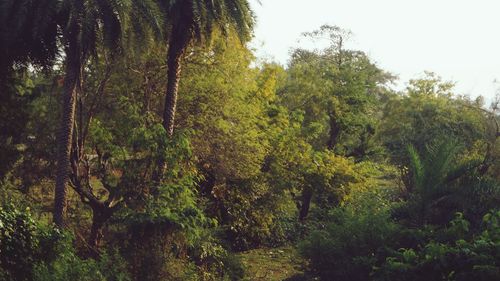 Trees in forest against clear sky