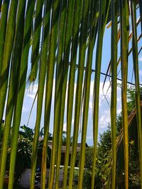 Low angle view of palm trees