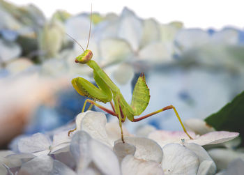 Close-up of insect on leaf