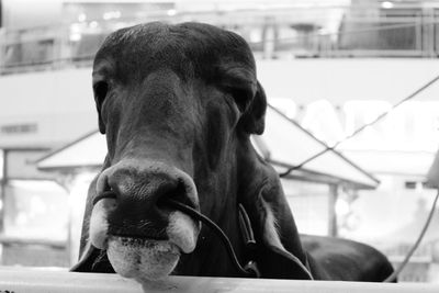 Close-up portrait of dog