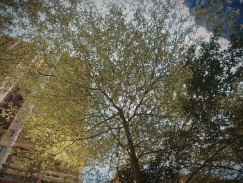 Low angle view of trees