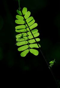 Close-up of fresh green leaf against black background