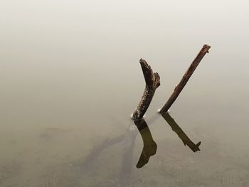 Close-up of lizard on wood against lake