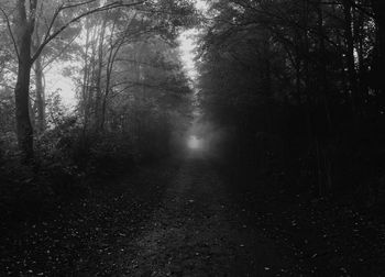 Road passing through forest