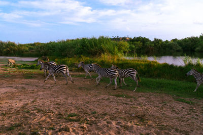 View of a zebra in field