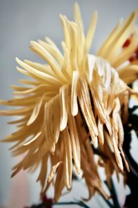 Close-up of wilted flower on table