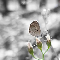 Close-up of butterfly pollinating on flower